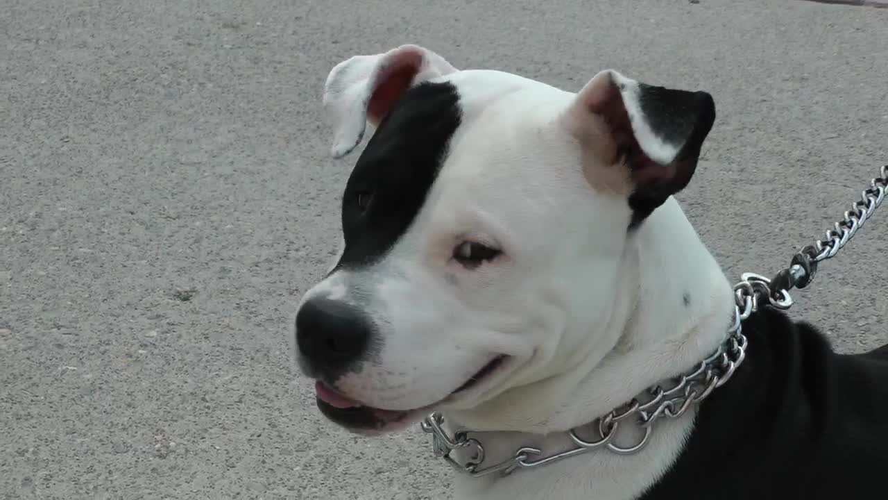 Stock Video Dog Tied To His Leash On The Street Live Wallpaper For PC