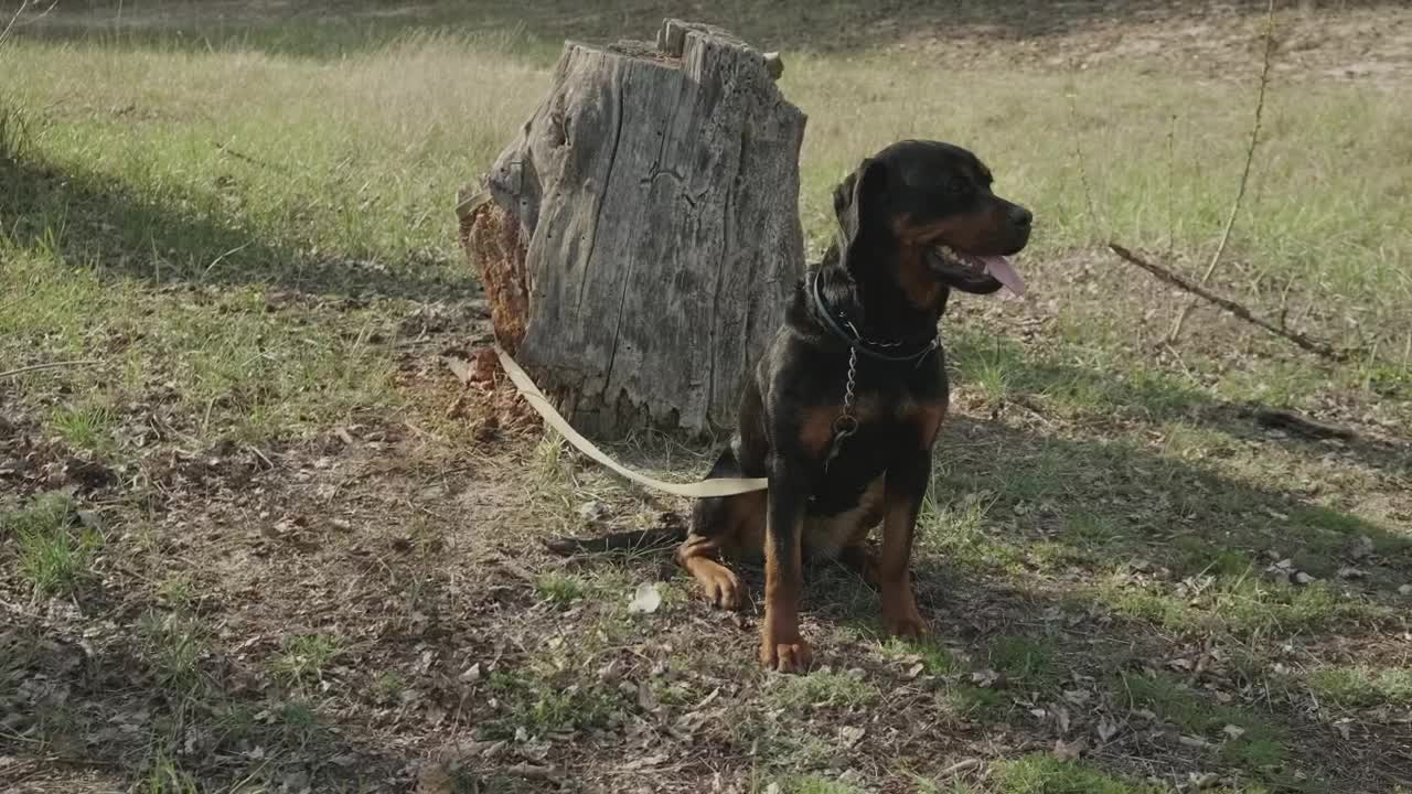 Stock Video Dog Tied To A Log In Nature Live Wallpaper For PC