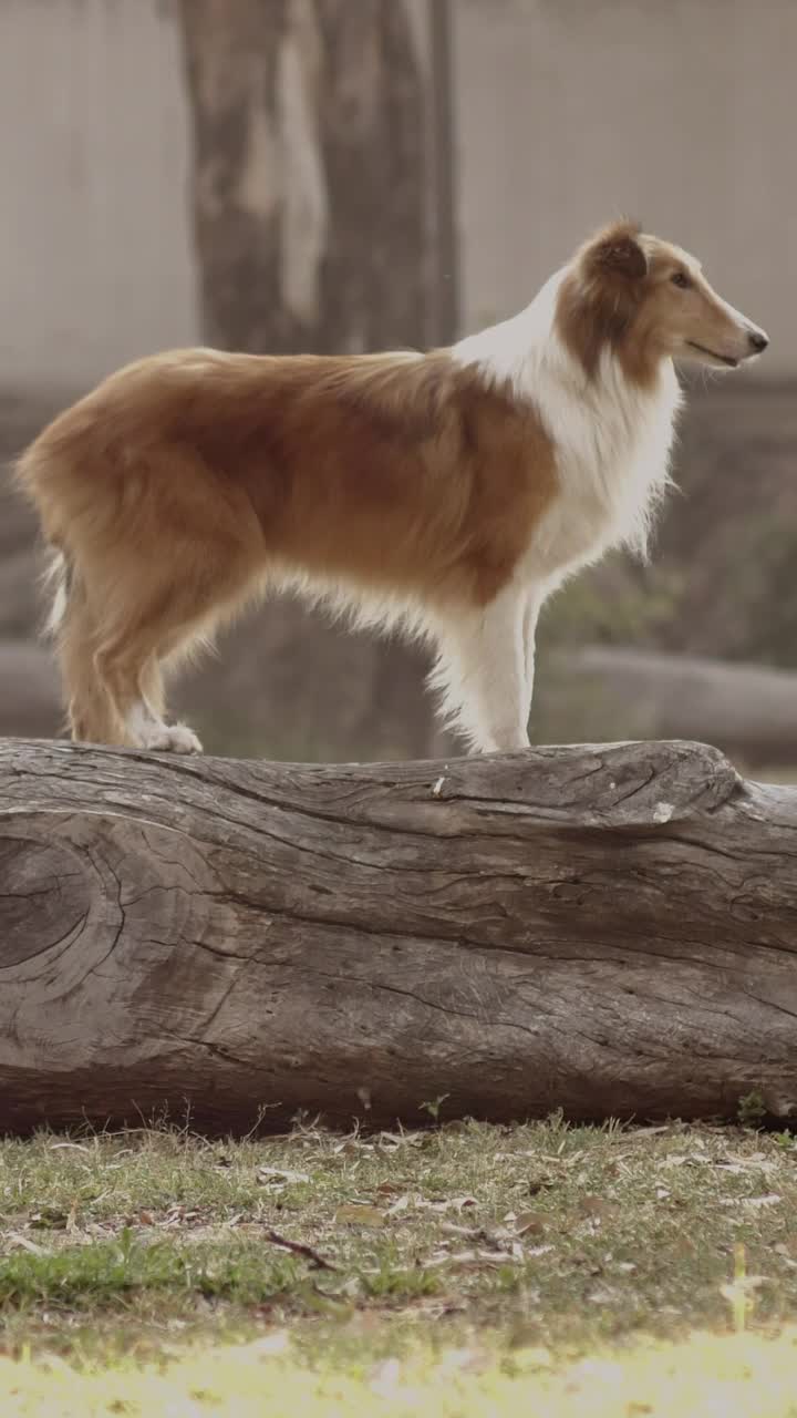 Stock Video Dog Standing On A Log Live Wallpaper For PC