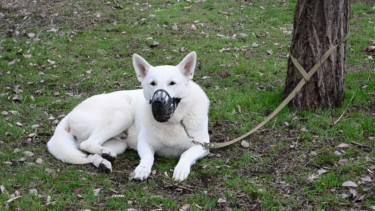 Stock Video Dog Tied On A Leash To A Tree Live Wallpaper For PC