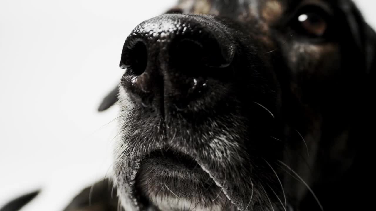 Stock Video Dog Sniffing At The Camera Live Wallpaper For PC