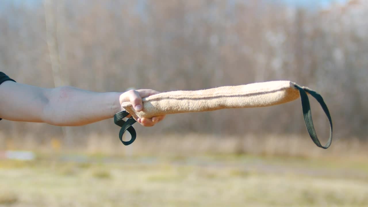 Stock Video Dog Snatching A Training Rod Live Wallpaper For PC