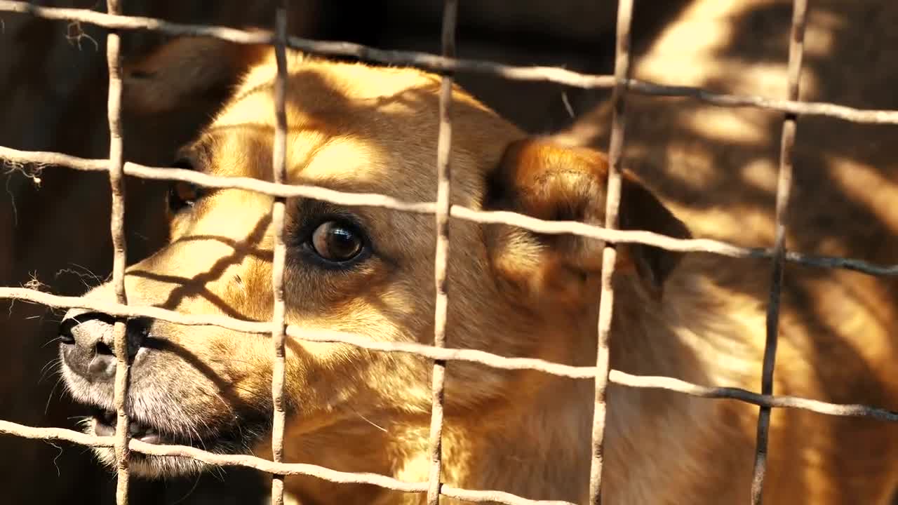 Stock Video Dog Scared In A Cage In The Kennel Live Wallpaper For PC