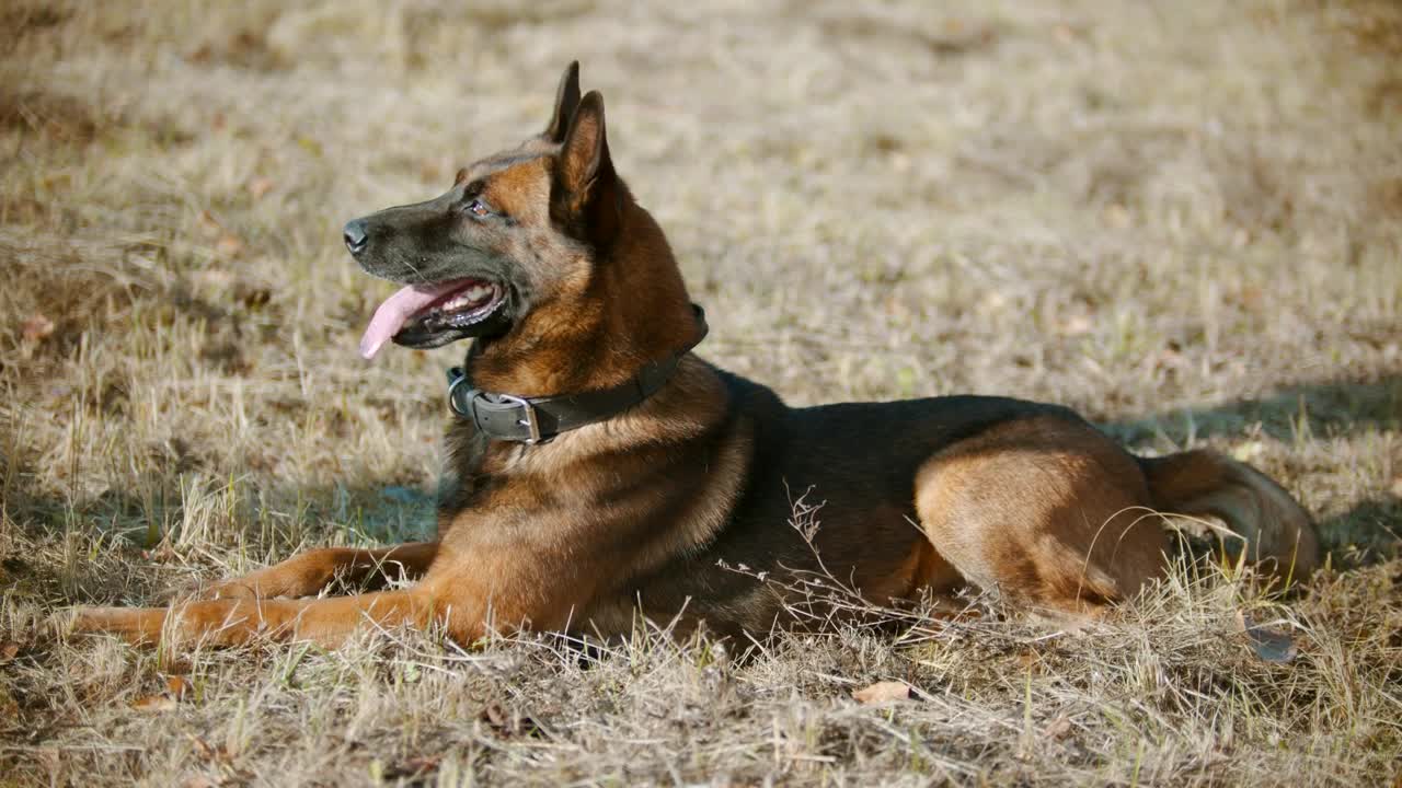 Stock Video Dog Resting On Dry Grass In The Sun Live Wallpaper For PC