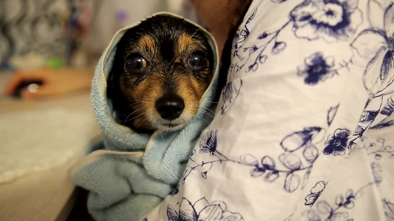 Stock Video Dog Relaxing After A Bath Live Wallpaper For PC