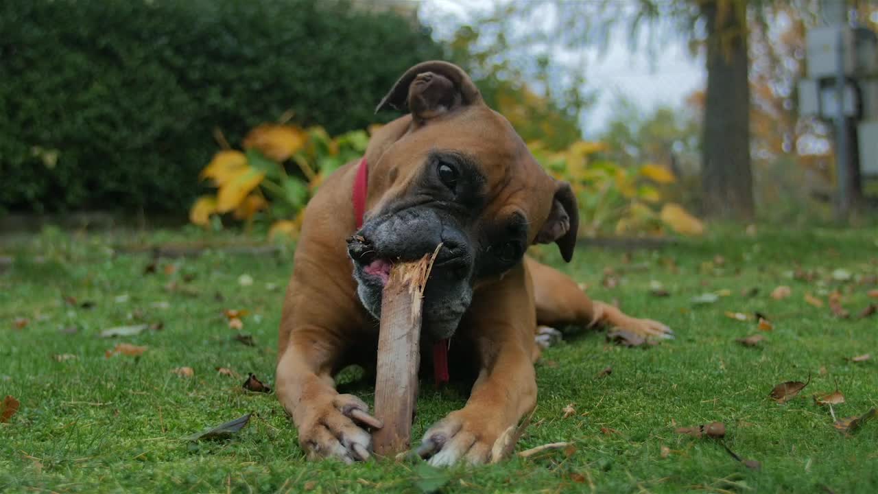 Stock Video Dog Playing With Wooden Stick Live Wallpaper For PC