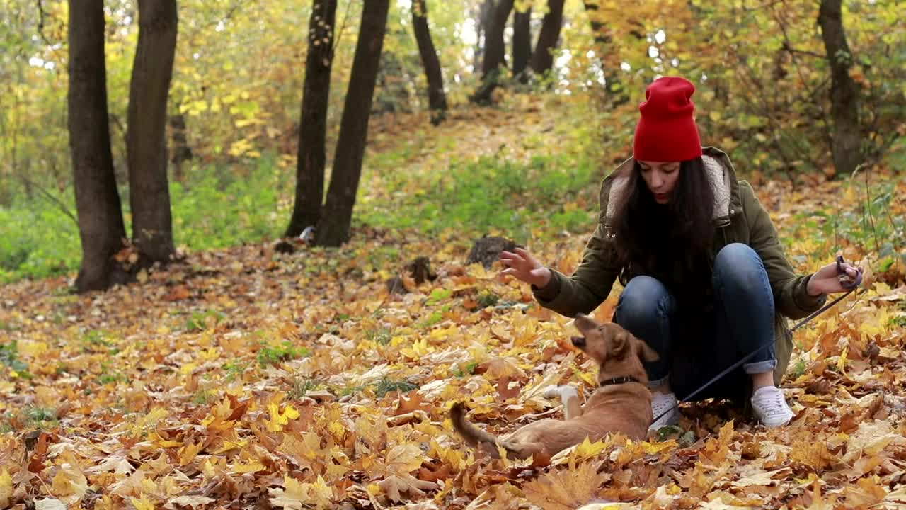 Stock Video Dog Playing With Leaves Live Wallpaper For PC