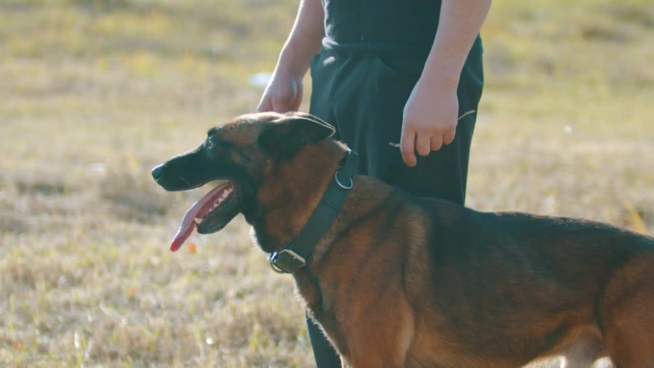 Stock Video Dog Panting While Being Petted By His Owner Live Wallpaper For PC