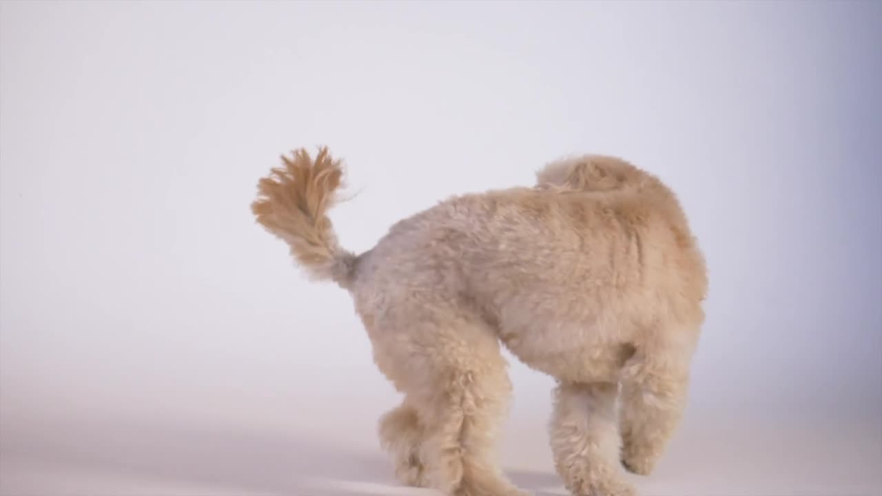 Stock Video Dog Playing In Slow Motion Live Wallpaper For PC