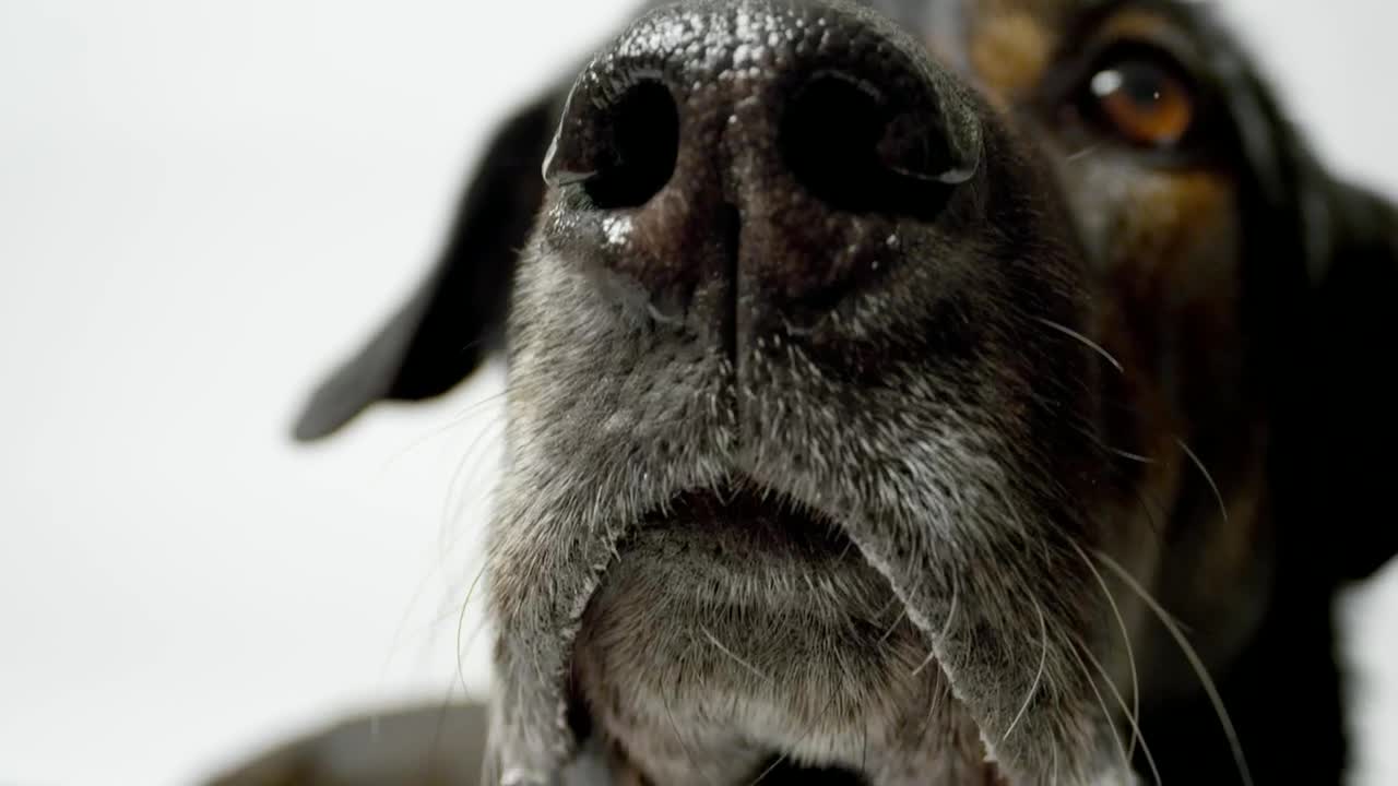 Stock Video Dog Nose Close Up Live Wallpaper For PC