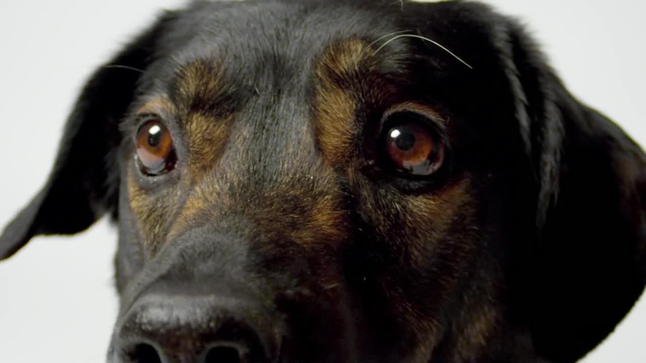 Stock Video Dog Looking Past The Camera Live Wallpaper For PC