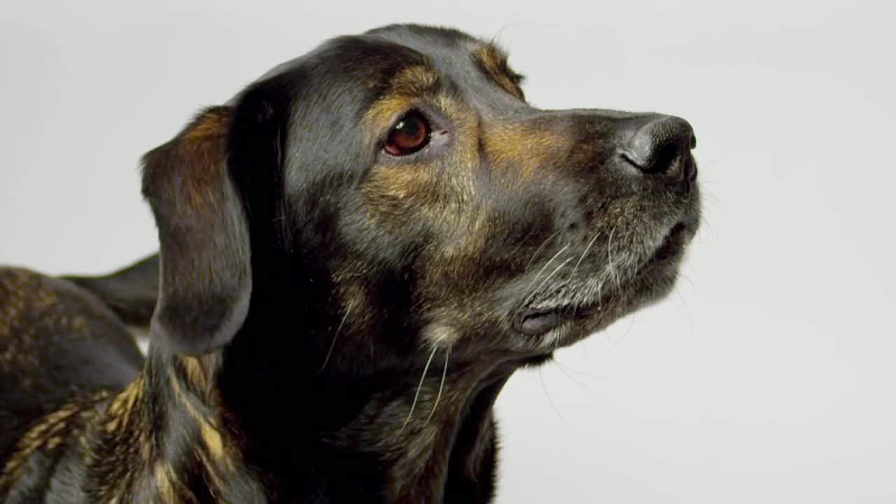 Stock Video Dog Looking At Something Live Wallpaper For PC