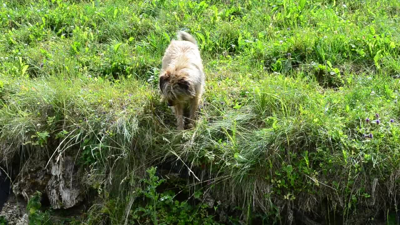 Stock Video Dog Looking Down Into A Stream Live Wallpaper For PC