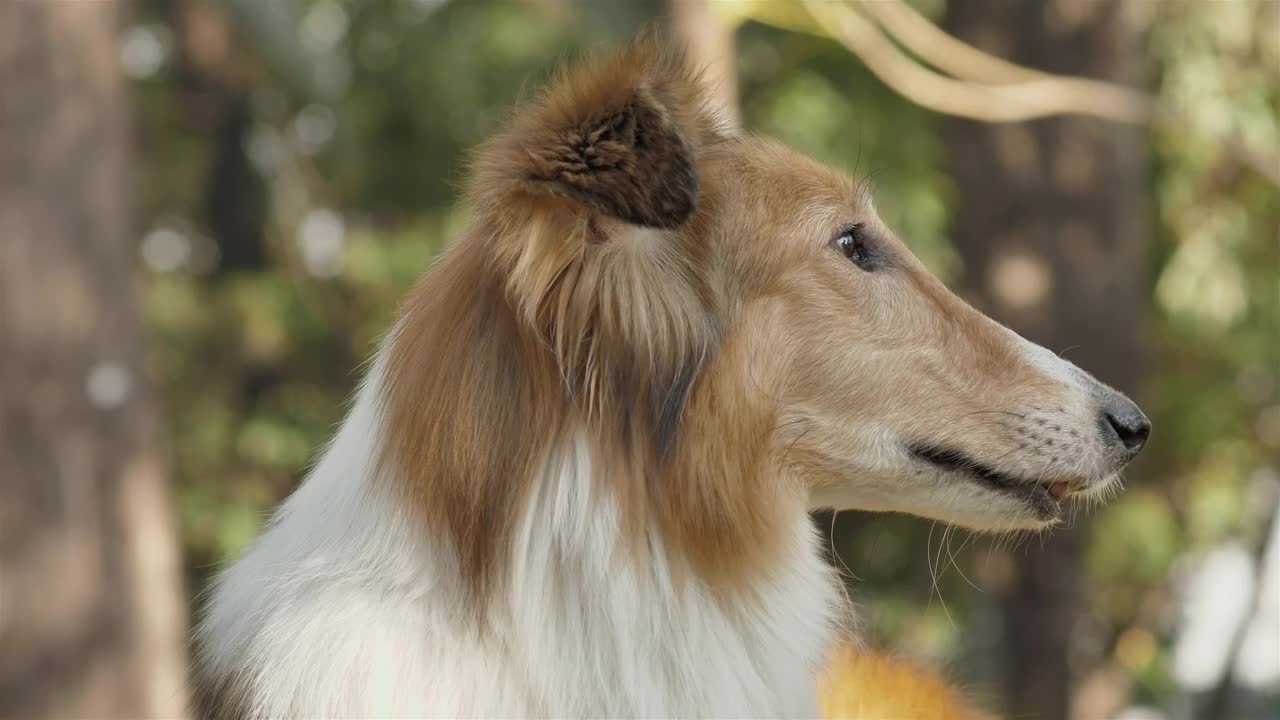 Stock Video Dog Licking Nose Live Wallpaper For PC