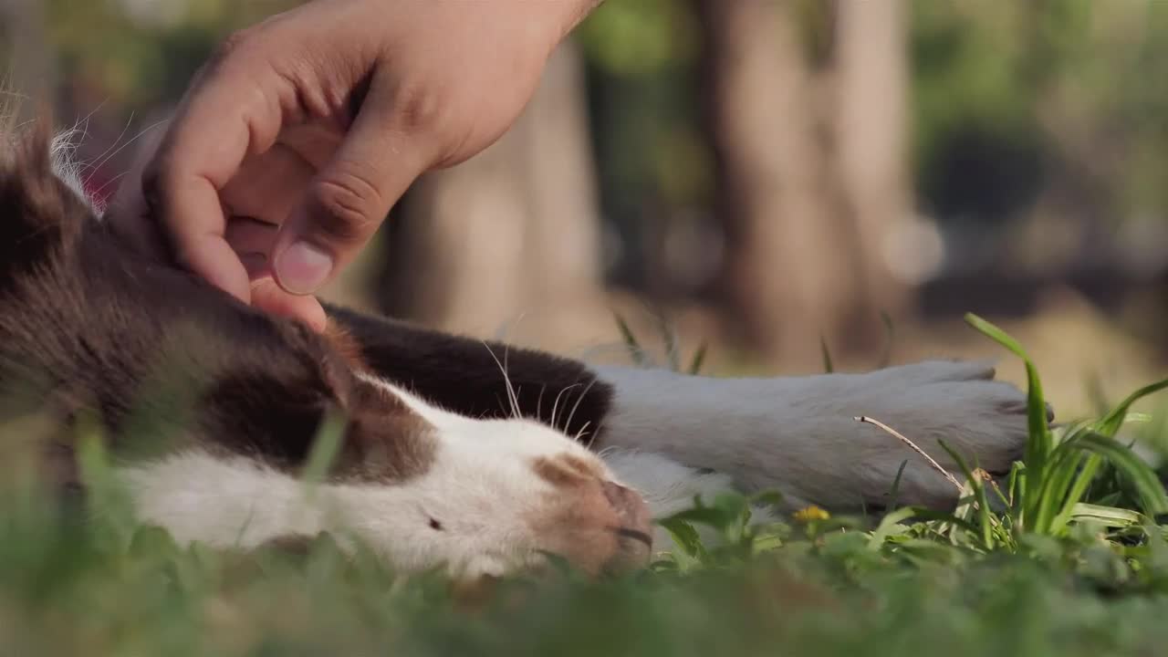Stock Video Dog Laying On The Grass Live Wallpaper For PC