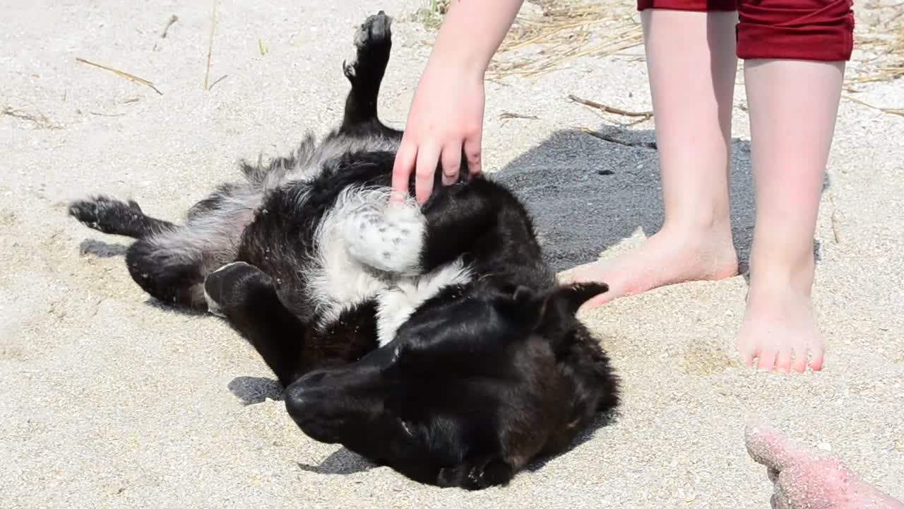 Stock Video Dog Laying Down For A Belly Scratch Live Wallpaper For PC