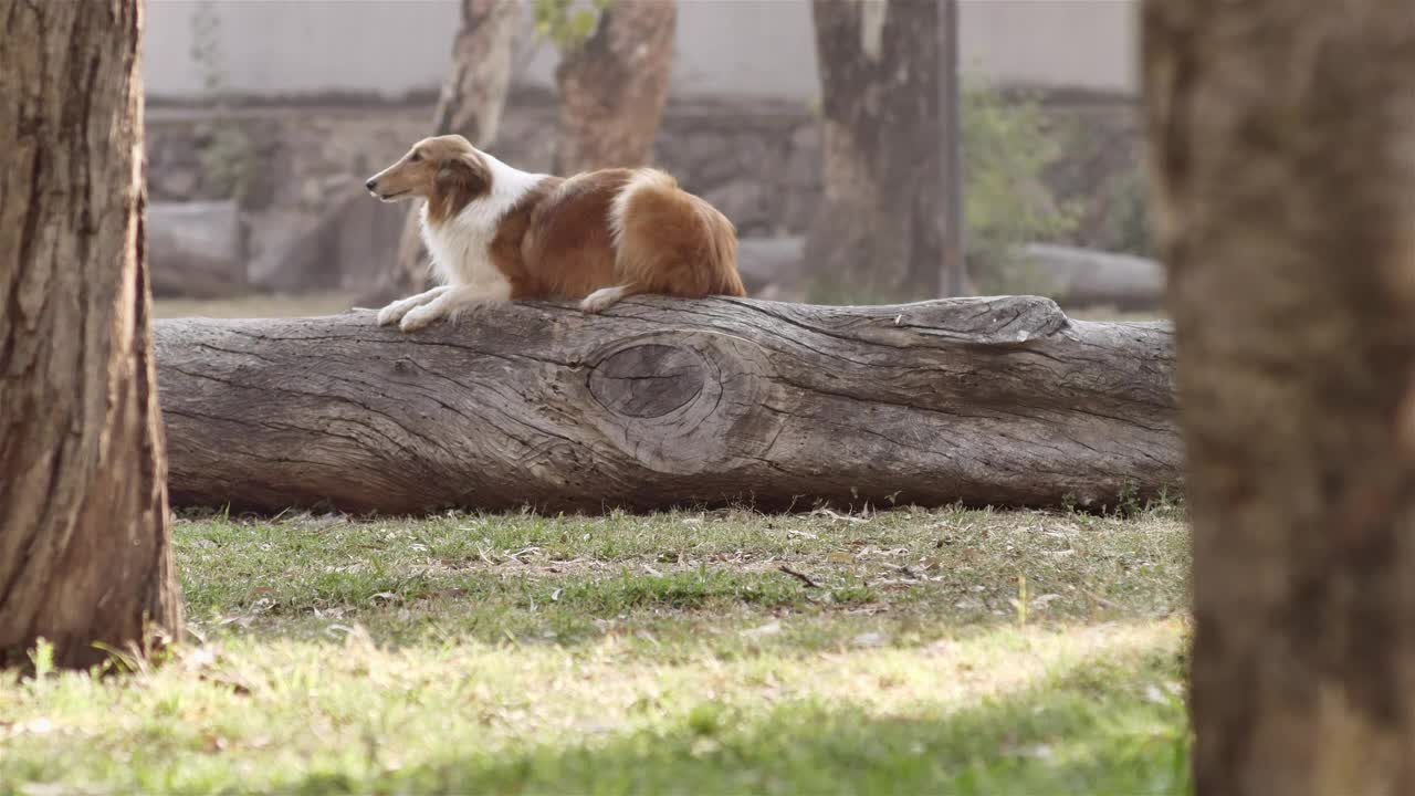 Stock Video Dog Jumping Off A Log Live Wallpaper For PC