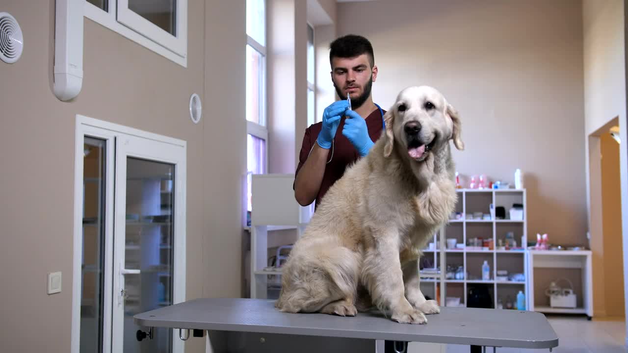 Stock Video Dog Having An Injection Live Wallpaper For PC