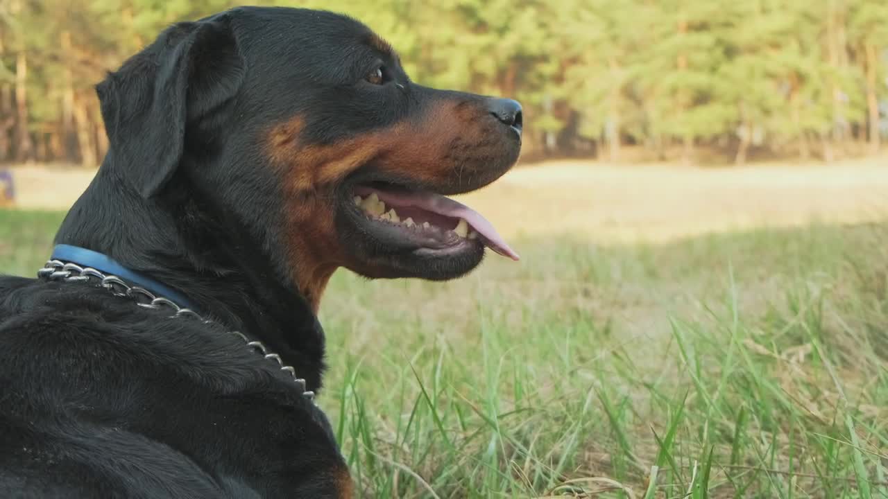Stock Video Dog In The Forest On A Sunny Day Live Wallpaper For PC