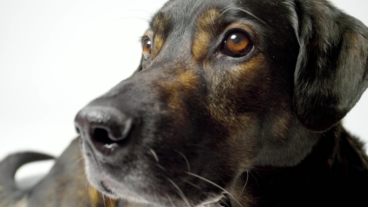 Stock Video Dog Face Close Up Live Wallpaper For PC