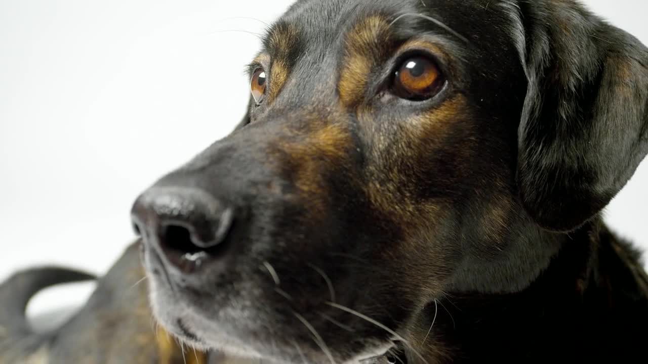 Stock Video Dog Face Close Up At Photo Studio Live Wallpaper For PC
