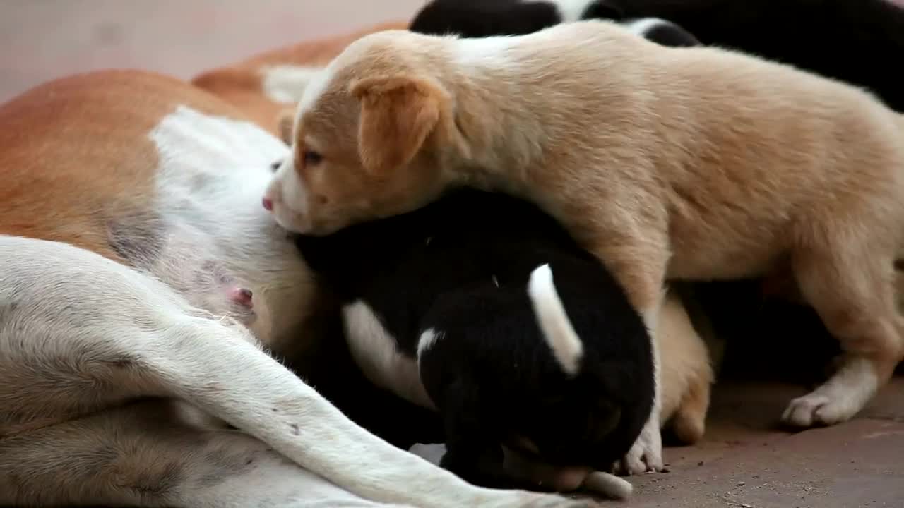 Stock Video Dog Cubs Feeding Live Wallpaper For PC