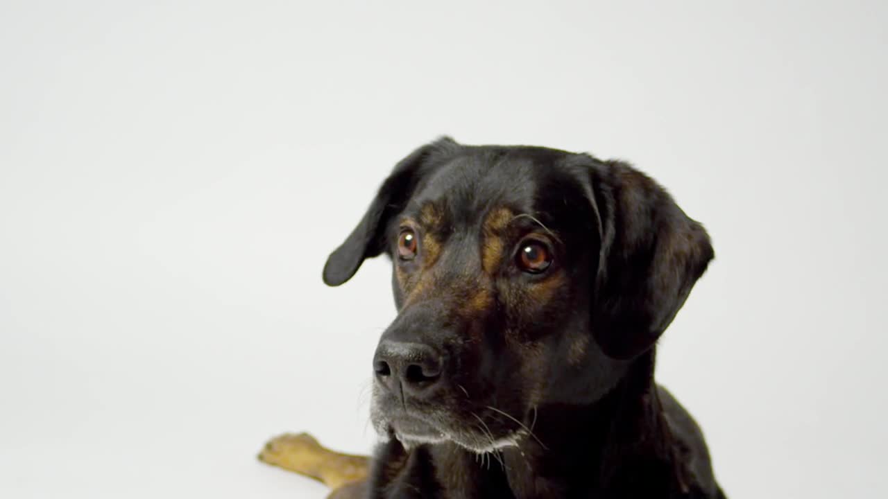 Stock Video Dog Catching Food In Slow Motion Live Wallpaper For PC