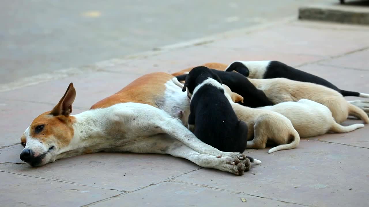 Stock Video Dog Cubs Eating From Their Mother Live Wallpaper For PC