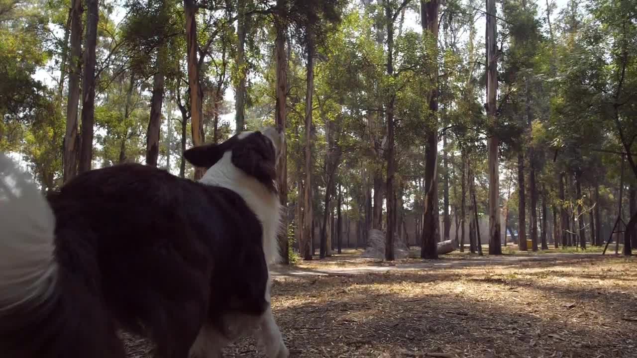 Stock Video Dog Catches A Frisbee In Mid Air Live Wallpaper For PC