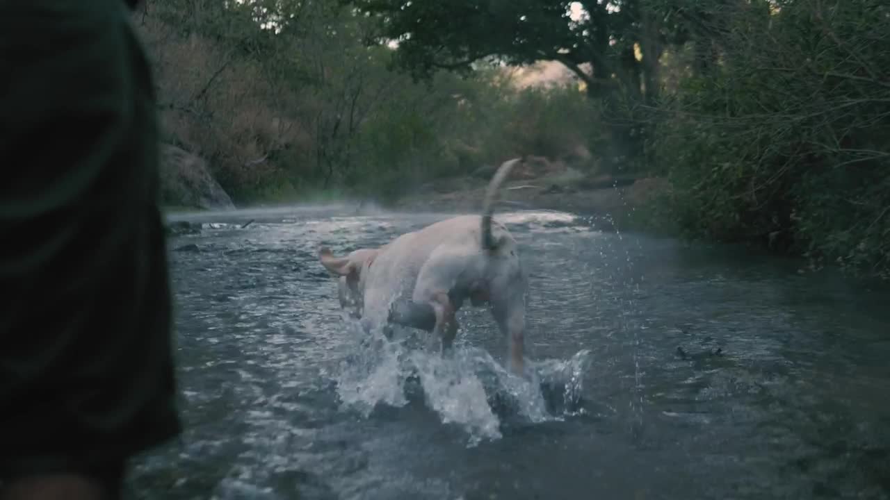 Stock Video Dog Catches A Ball In A River Live Wallpaper For PC