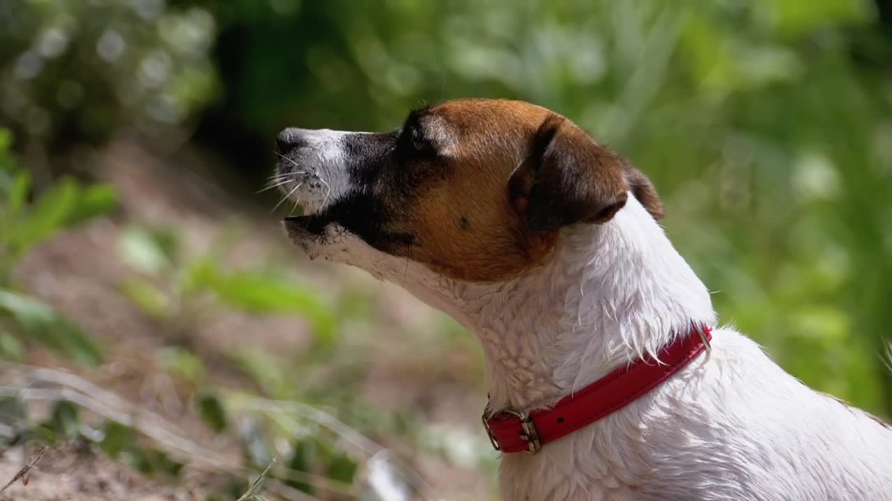 Stock Video Dog Barking In Nature Live Wallpaper For PC