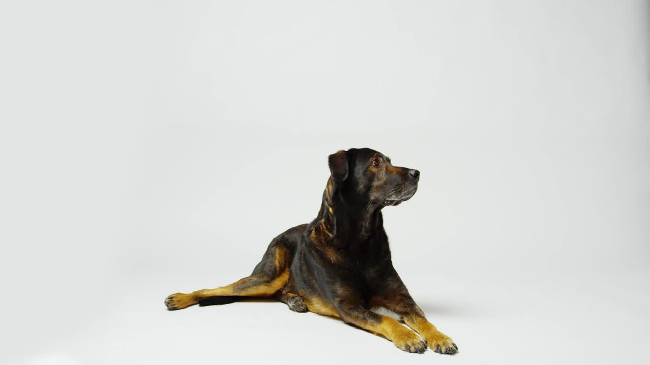 Stock Video Dog Barking On A White Background Live Wallpaper For PC