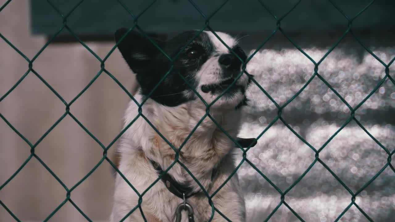 Stock Video Dog Barking Behind A Wire Fence Live Wallpaper For PC