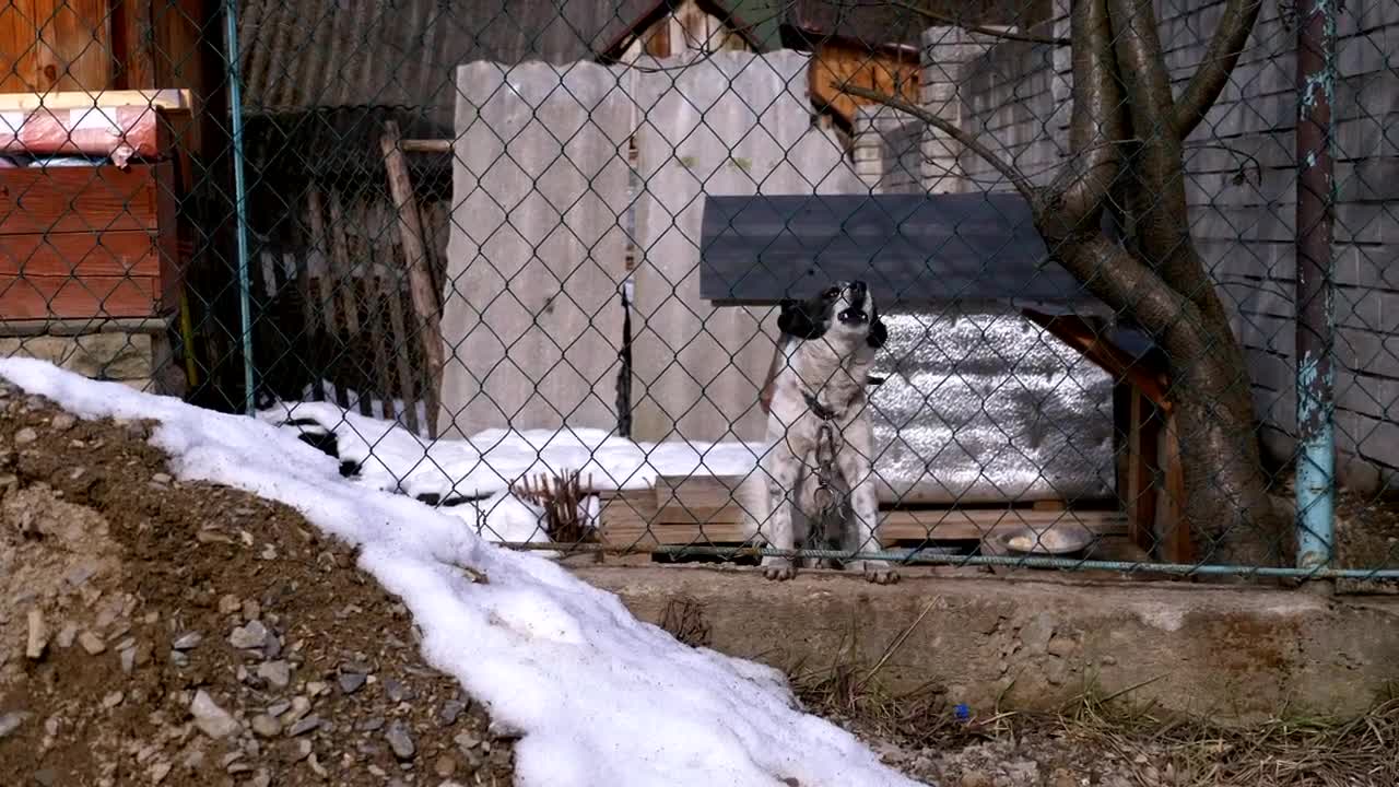 Stock Video Dog Barking Behind A Fence Live Wallpaper For PC