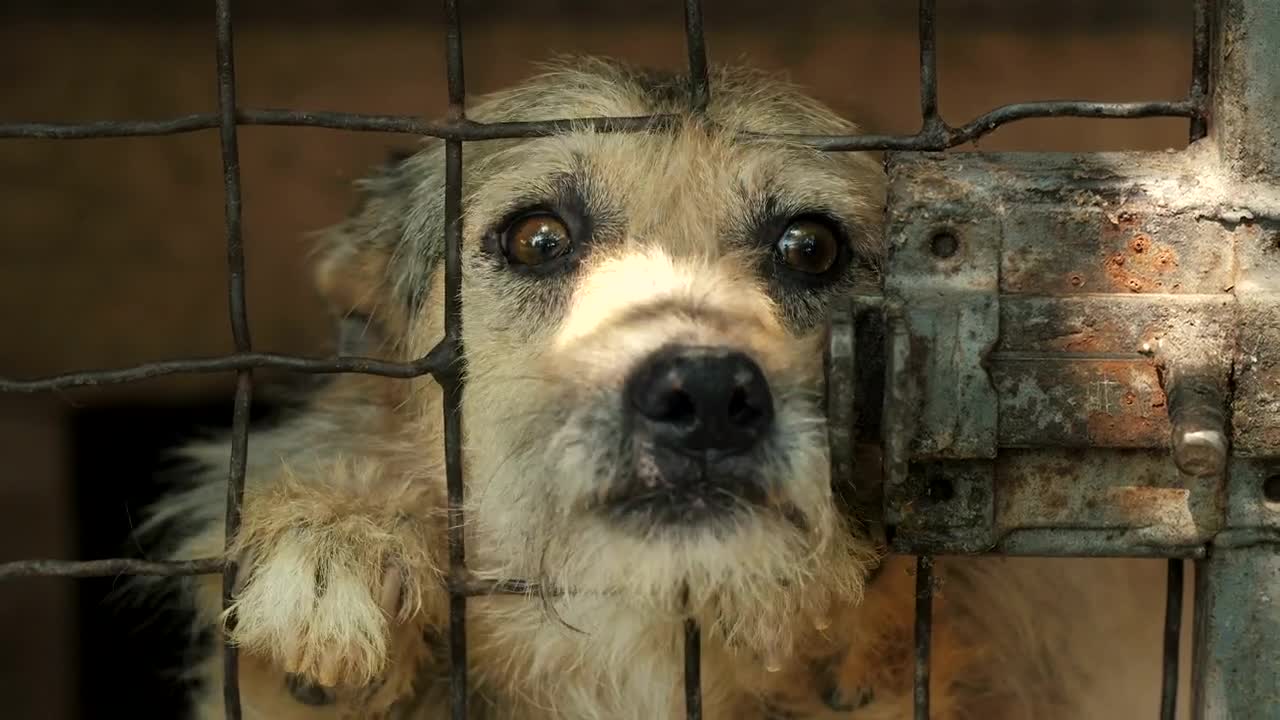 Stock Video Dog Asking For Petting Behind A Cage Live Wallpaper For PC
