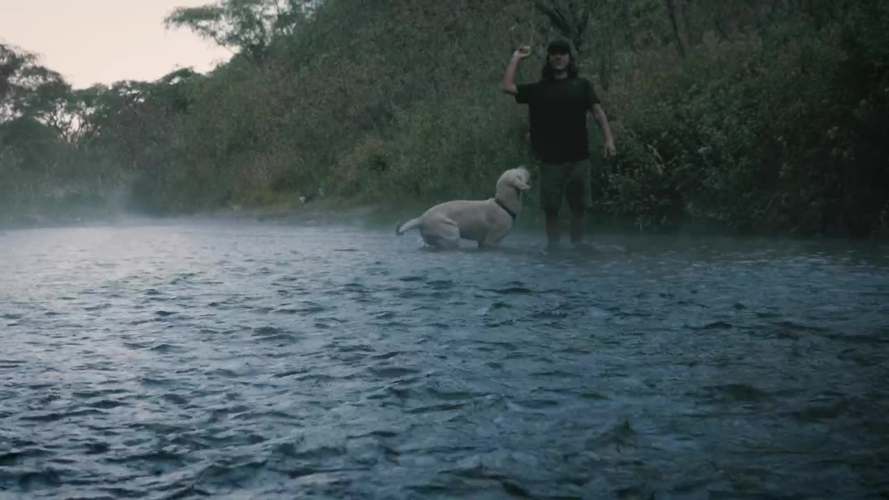 Stock Video Dog And Owner Playing With A Ball In A Creek Live Wallpaper For PC
