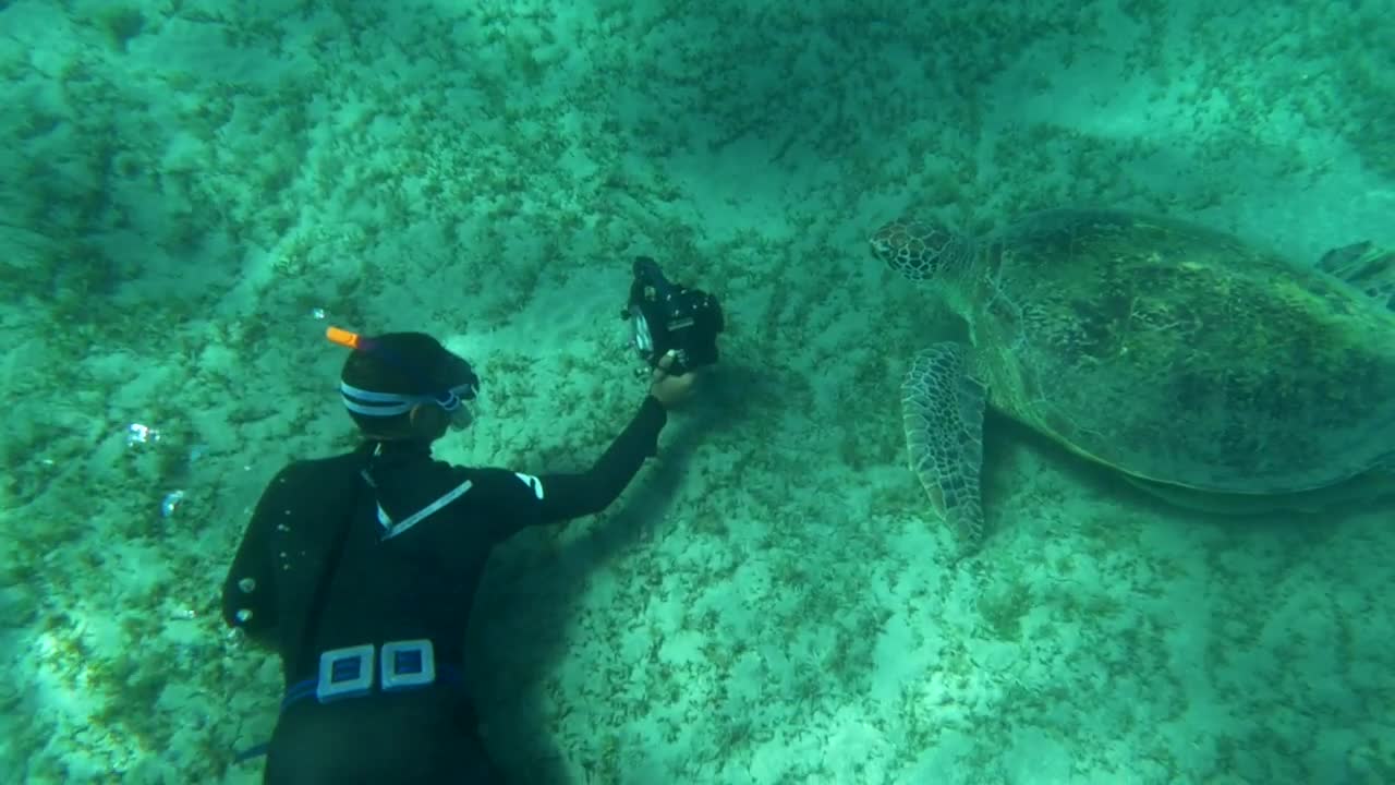 Stock Video Diver Taking A Photo Of A Sea Turtle Live Wallpaper For PC