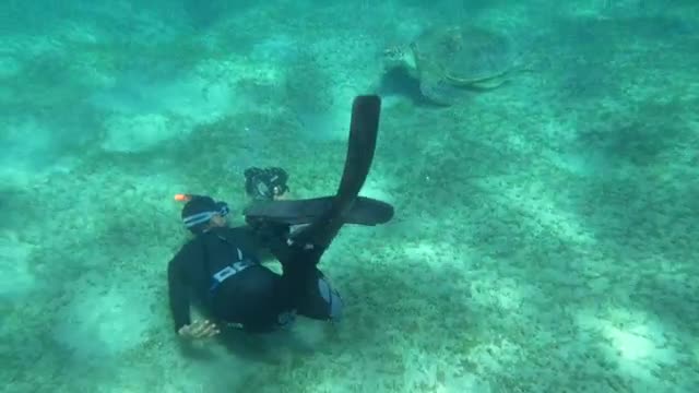 Stock Video Diver Swimming By A Large Turtle  Smal Live Wallpaper For PC