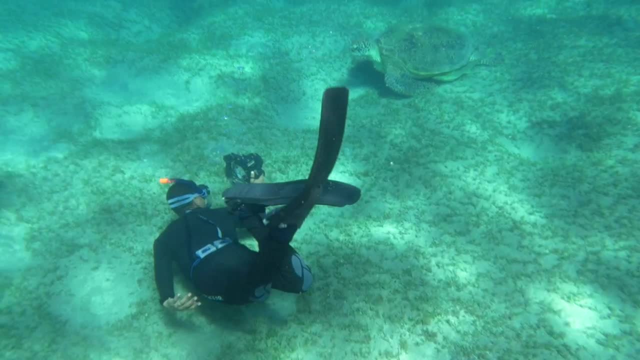 Stock Video Diver Swimming By A Large Turtle Live Wallpaper For PC