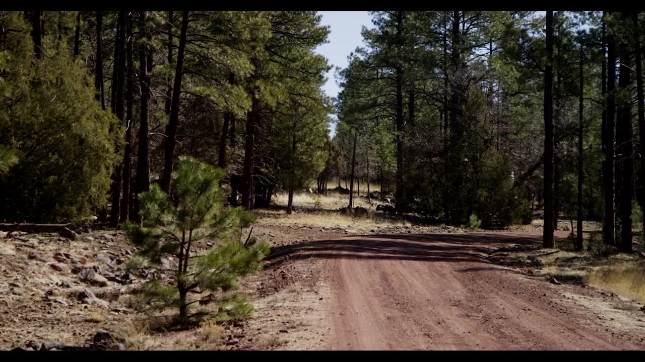 Stock Video Dirt Road In The Sedona Forest Live Wallpaper For PC