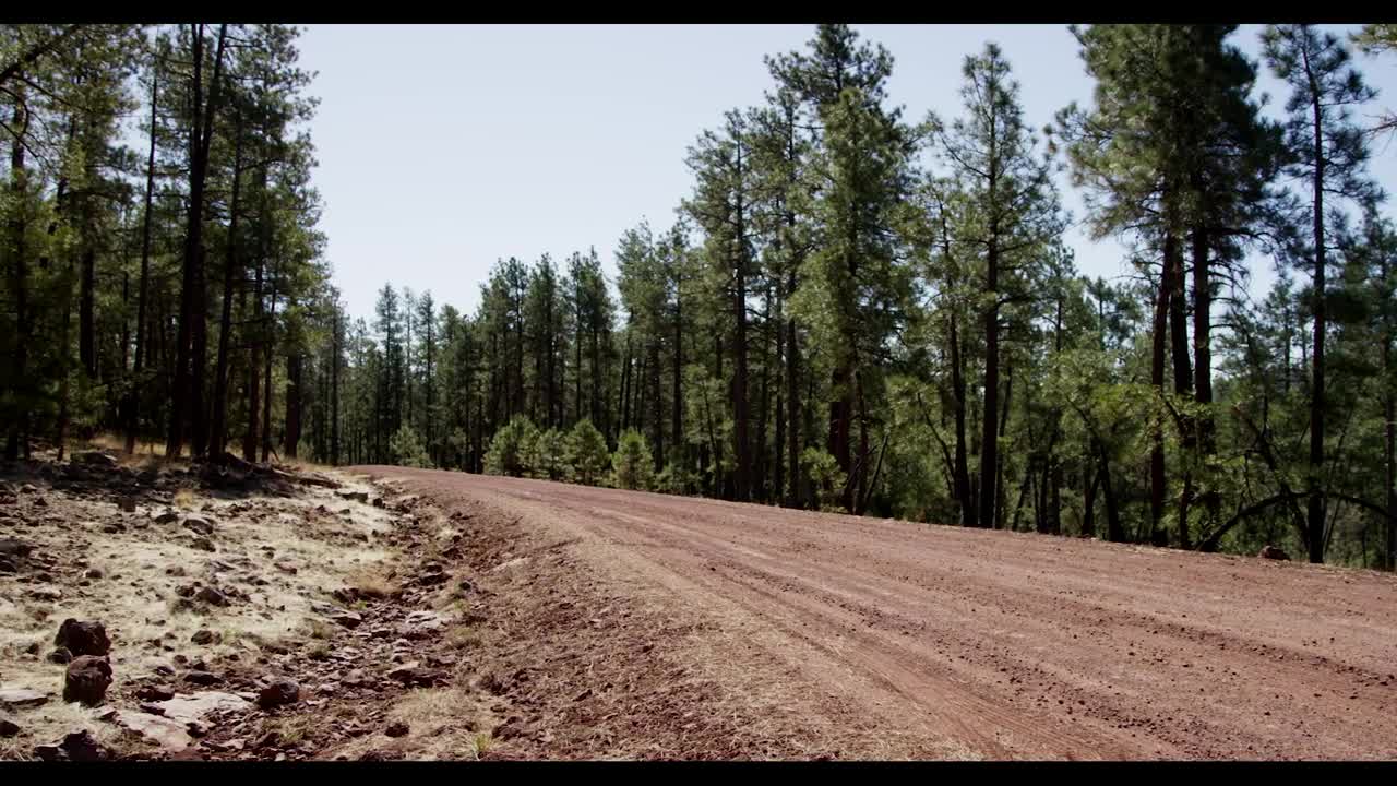 Stock Video Dirt Road In A Forest Live Wallpaper For PC
