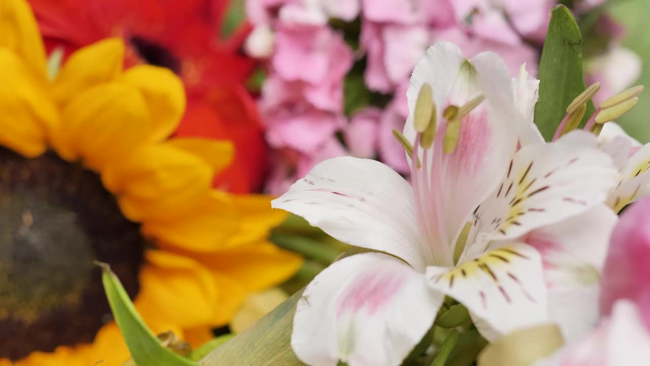 Stock Video Different Types Of Flowers Close Up Shot Live Wallpaper For PC