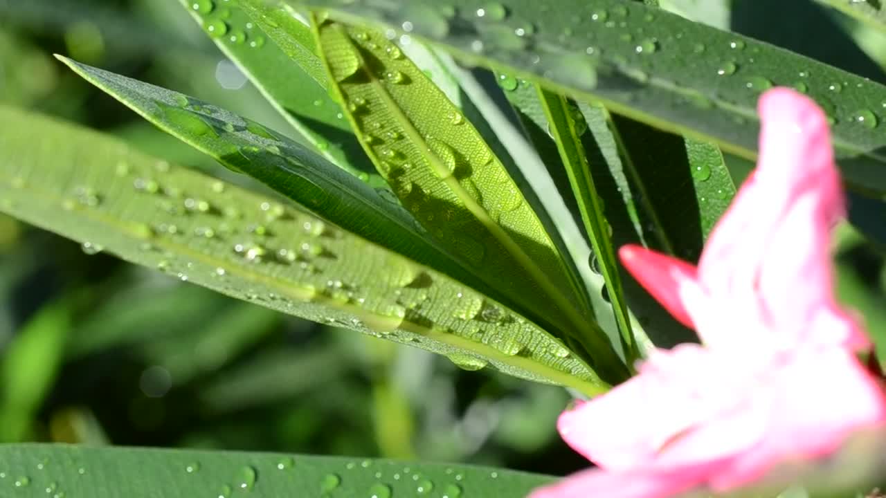 Stock Video Dew On Wildflowers Live Wallpaper For PC