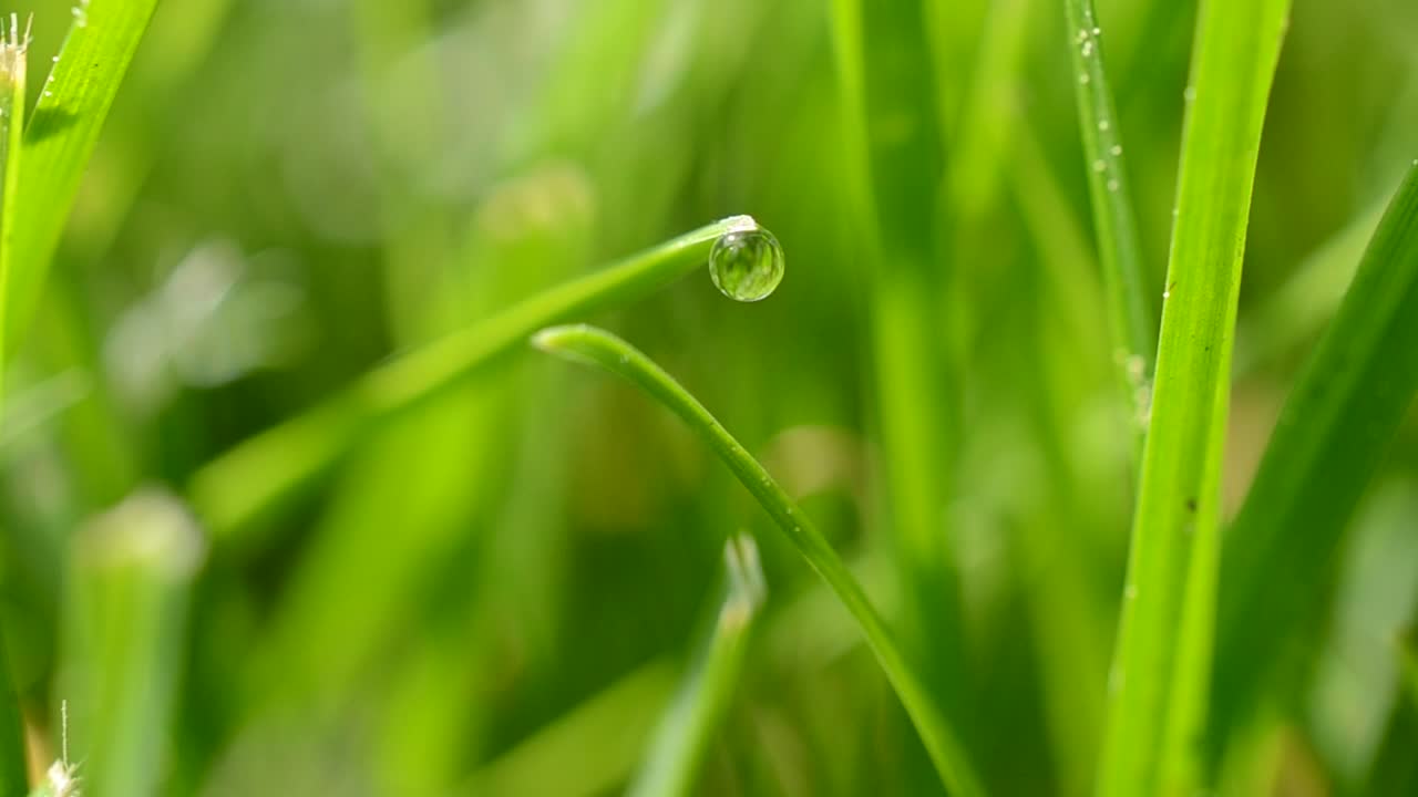 Stock Video Dew Dripping From Bright Grass Live Wallpaper For PC