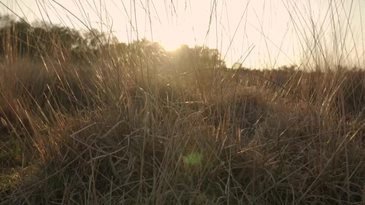 Stock Video Detailed View Of The Dry Herbs Of A Desert Live Wallpaper For PC