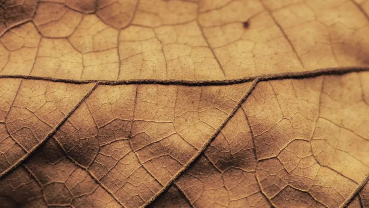 Stock Video Detailed Surface Of A Dry Leaf Live Wallpaper For PC