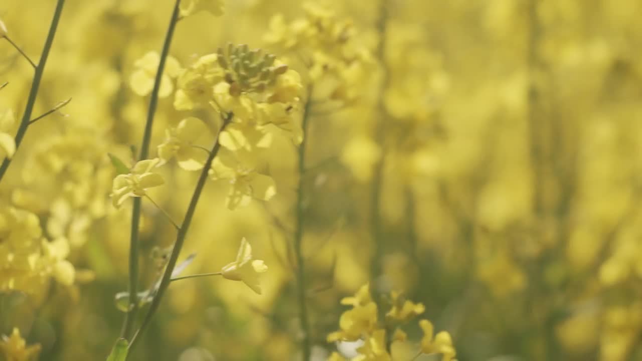 Stock Video Detailed Shot Of Flowering Crops Live Wallpaper For PC