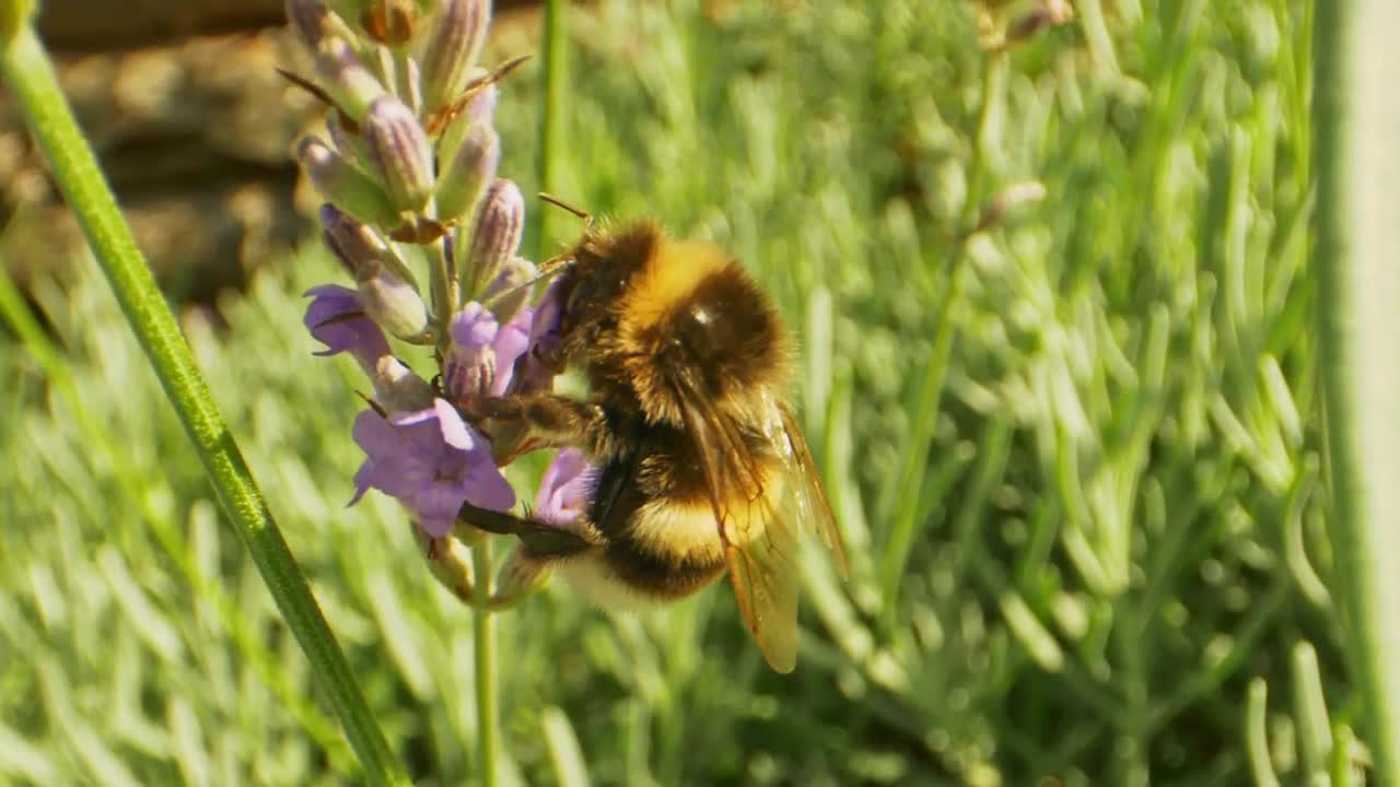 Stock Video Detailed Shot Of A Bee Live Wallpaper For PC