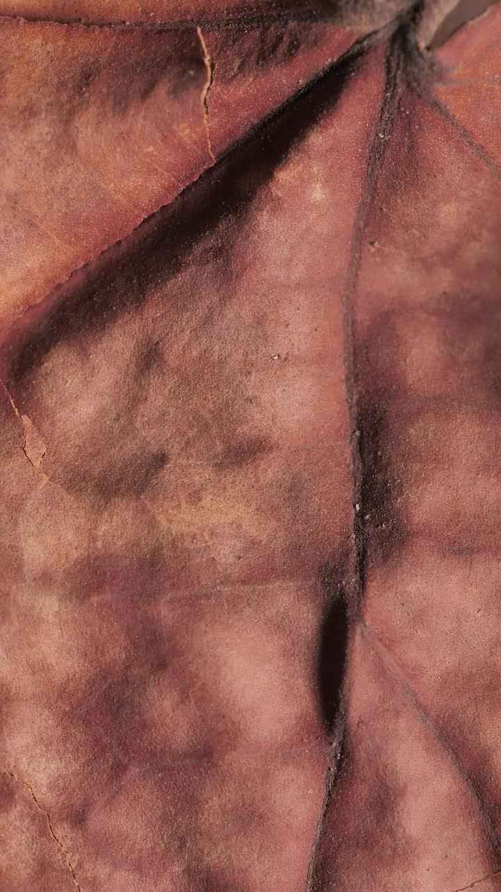 Stock Video Detailed Image Of A Dry Tree Leaf Live Wallpaper For PC