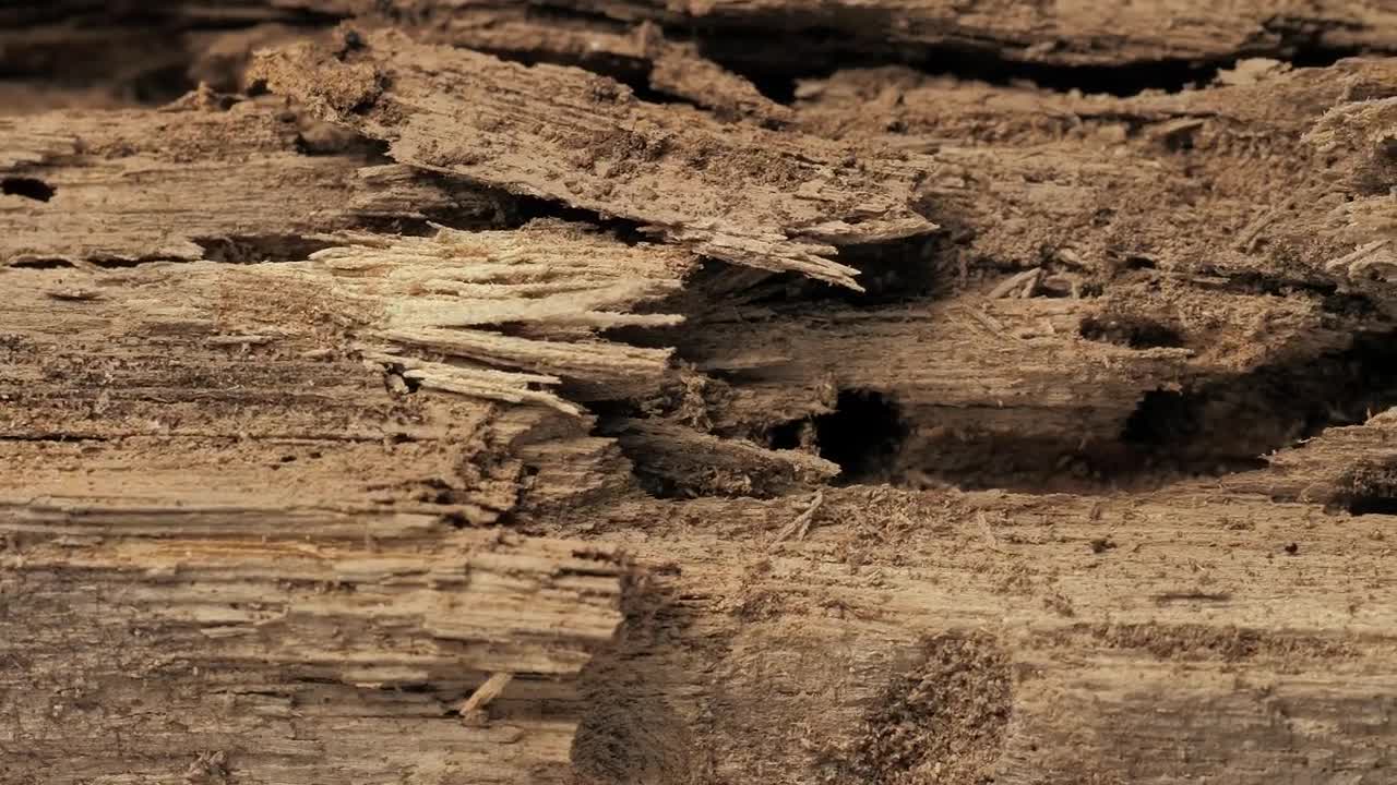 Stock Video Detail Of A Piece Of Old Wood Live Wallpaper For PC